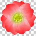 GF Flowers Gen