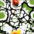 Organic Tangled Web Distortion
