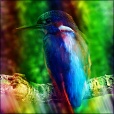 Variation 3