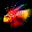 Variation 5