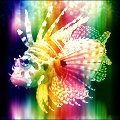I See Rainbows Again