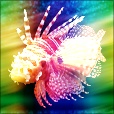 Variation 4