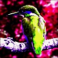 Variation 7