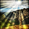 Light Beams