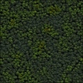 Distant forest