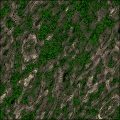 Bogwood Village