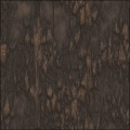 ancient tree bark