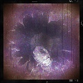 X-Ray