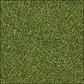 Grass