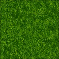 Monocotyledonous green plants