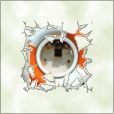 Diffuse Map