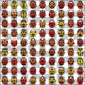 Beetle collection
