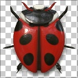 Variation 4