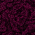 Lamb's Wool