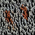Variation 1
