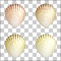 Scallops