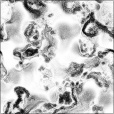 Ambient Occlusion Map