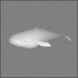 Bump Map