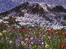 Pointillism by garbanzo