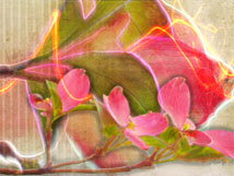 Efflorescence by Jane Noel