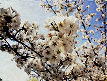 Spring's Bloom by dfsmetsfan