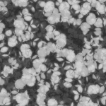 Image:Chaff_profile_2.jpg