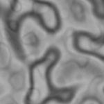 Image:Perlin_profile_5.jpg