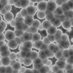 Image:Cells_profile_4.jpg