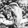 Pure Silver B&W