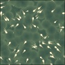 Little swimmers