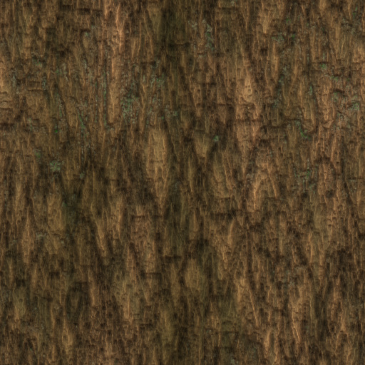 TreeBark (Texture)