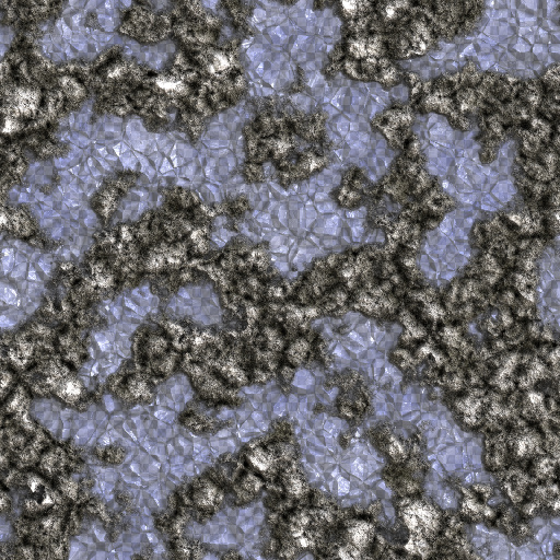 Variation 4