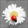 Color-Controlled Desaturation
