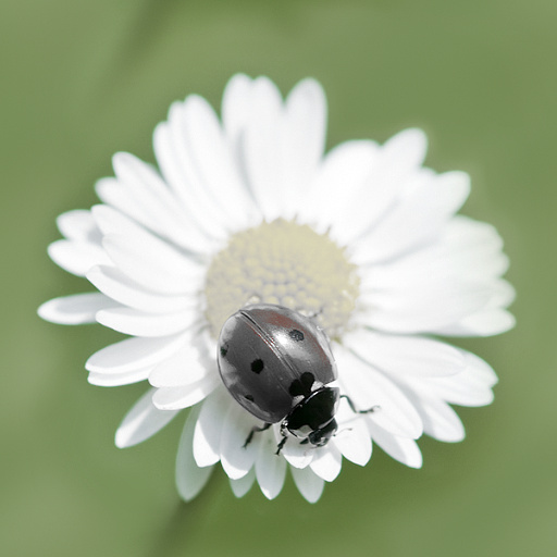 Variation 1