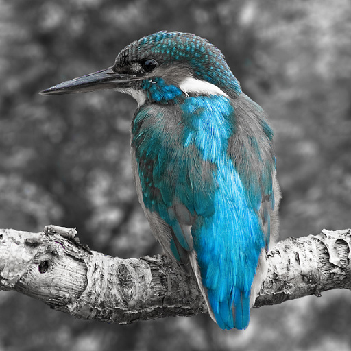 Variation 3