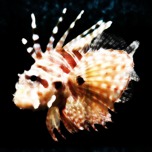 Variation 6