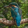 Organic Photo Effect