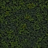 Distant forest