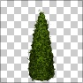 Evergreen