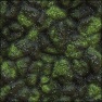 Dragon Scales