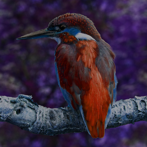 Variation 4