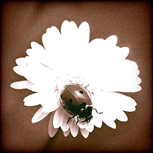 Variation 6