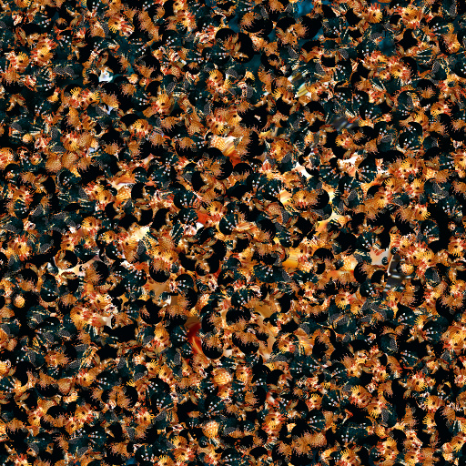 Variation 3