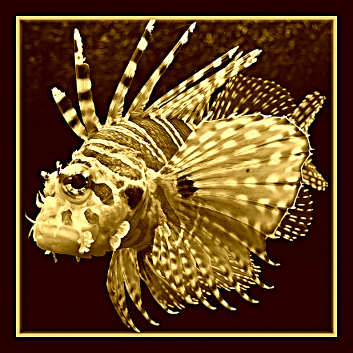 Variation 5