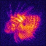 Infrared