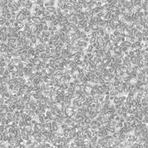 Ambient Occlusion Map
