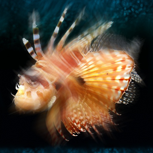 Variation 4