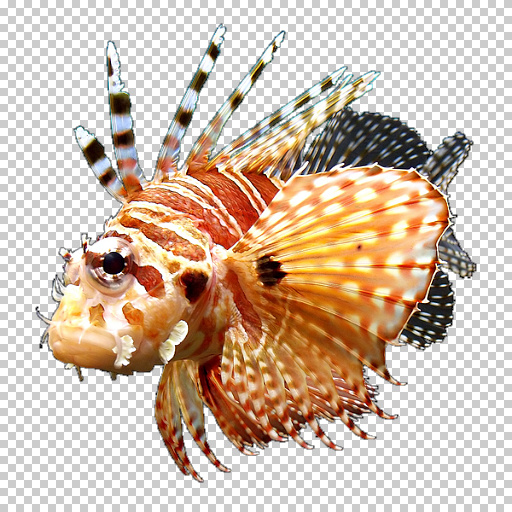 MakeFill (Effect)
