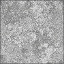 Rotten_Plaster