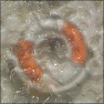 Cool Ice